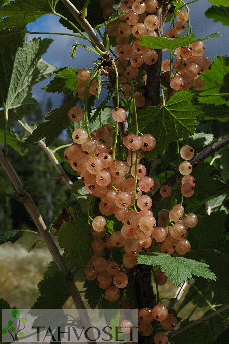 Ribes Rubrum-Ryhm 'Aili'